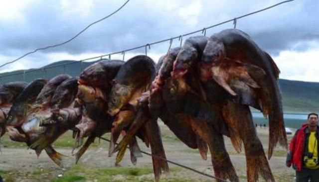 这湖有80万吨野生鱼,对鱼来说是天堂,却是钓友的地狱