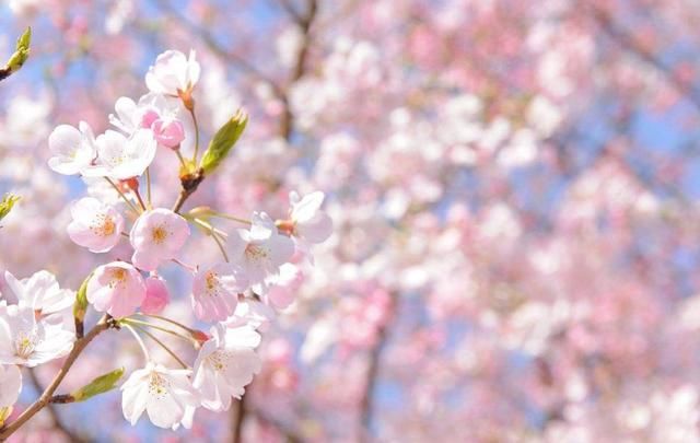 别去日本了！北京这趟6元小火车，带你穿越绝美樱花！沿途风景惊