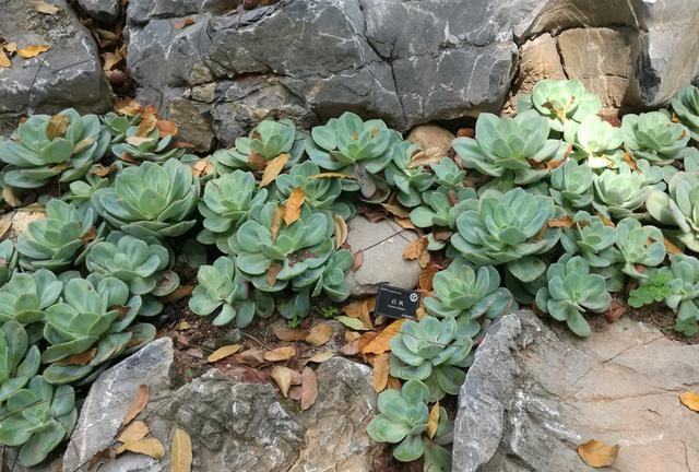 东莞植物园的多肉植物