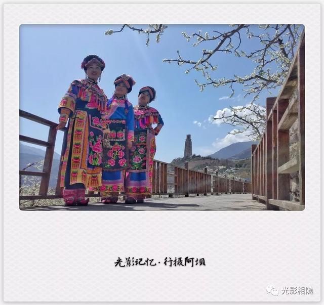 亲，你见过脆李花吗？