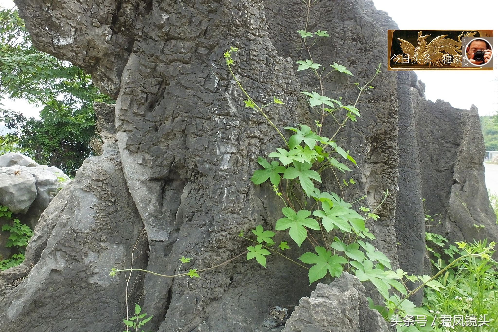 奇石摄影:园林景观石长相奇异!“大展宏图”售价580万元!