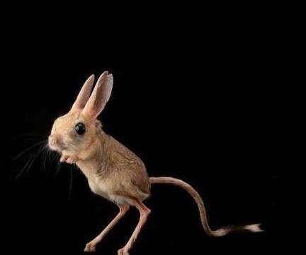 鼠是什么结构 t01477446e1615857c2.jpg