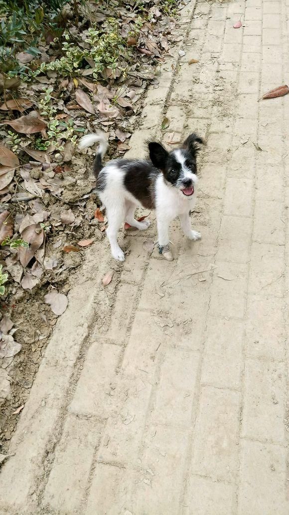 只流浪狗找不到家的方向,女孩一句话小家伙从