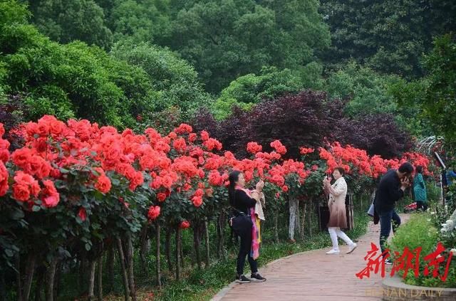 想看花开得比脸还大的玫瑰树去这里
