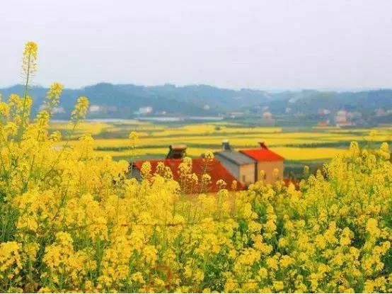 樱花桃花梅花兰花……3月，湖北的名字叫“花海”！