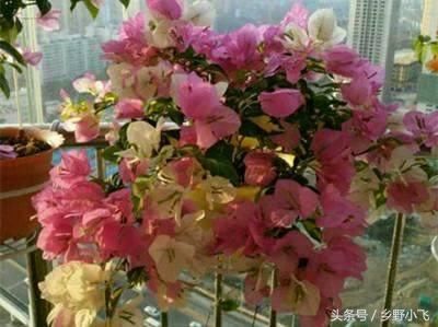 这6种花最适合夏天养，太阳越晒，开花越旺，不浇水都死不了！