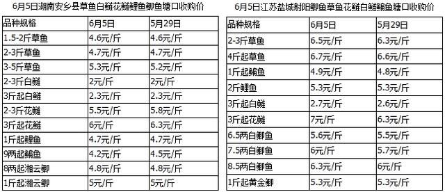 淡水鱼价格何时会反弹？养殖户和流通商都在问！