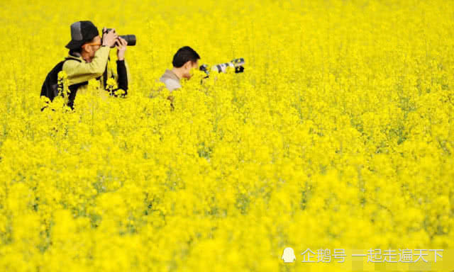 中国最美乡村：江西婺源，这里10万亩油菜花开了，如同天上人间
