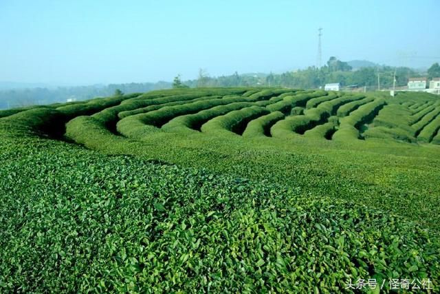 湖北宜昌:一个被遗漏的中国最美茶园 你看我说