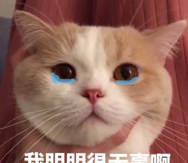 肥宅猫:铲屎官,你吓到我了!委屈卖萌表情,撩的女生富喜欢二代类型图片