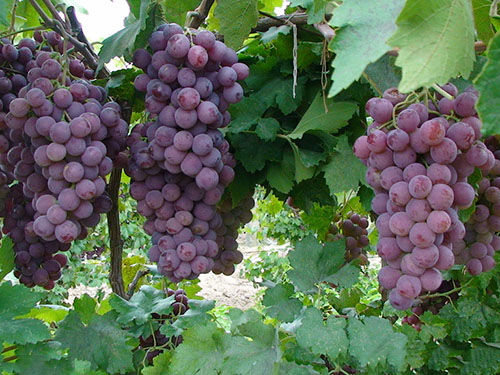 夏天多吃这种三样水果,解暑又营养