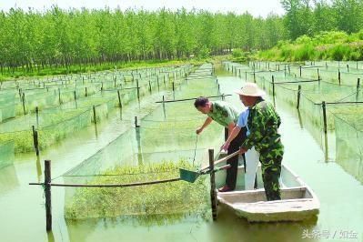 三个月时间,养殖黄鳝收入10万