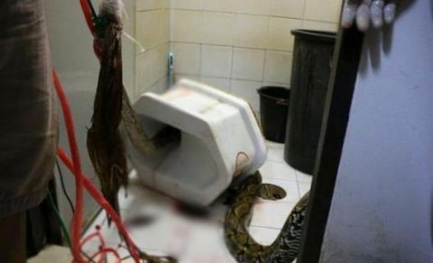 印度一男子上厕所,突然感觉屁股下面有东西,低