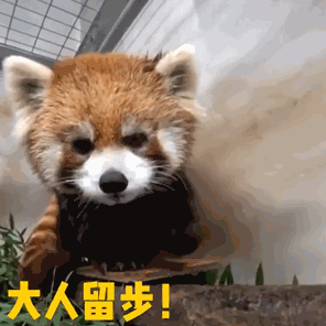 微信一天能转账多少钱