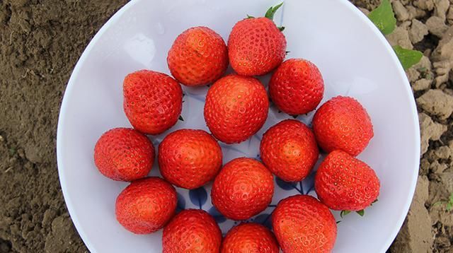 一个草莓还是一个草莓