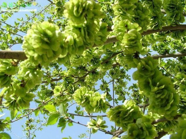 阳春三月又快到了吃槐花的季节 可你还记得小时候吃过的榆钱吗