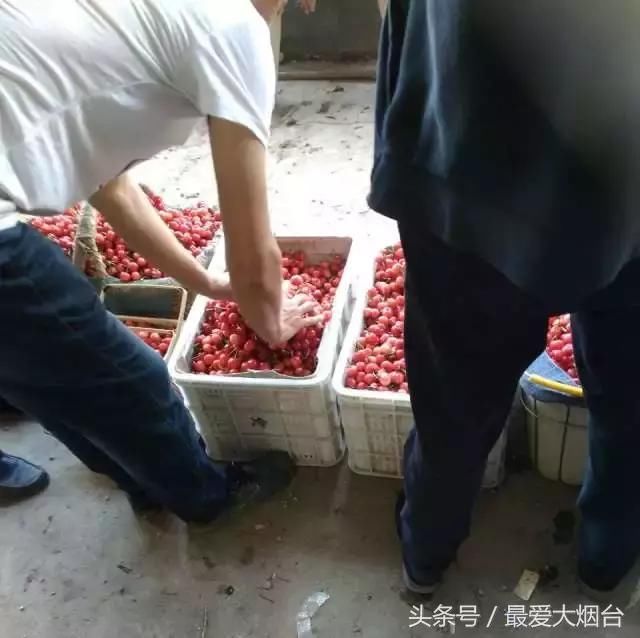 实拍烟台福山樱桃大市场:减产!涨价!