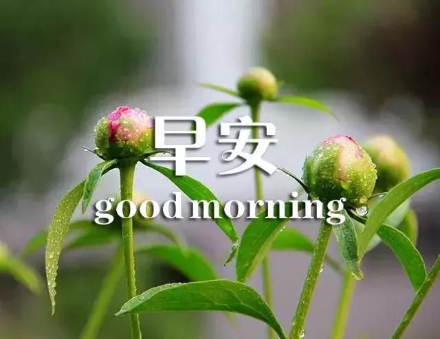 漂亮早安图片鲜花带字 新的一天早安心语唯美短句心情说说_【快资讯】