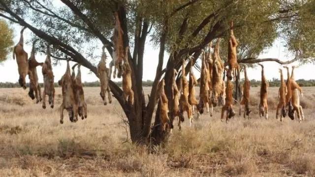 澳洲野狗泛滥成灾,如今做成狗肉罐头卖给中国,却成即将灭绝生物