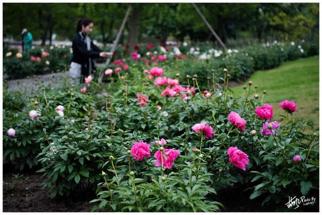 “五一”赏花有“对象”:牡丹的姐妹花进入最佳观赏期