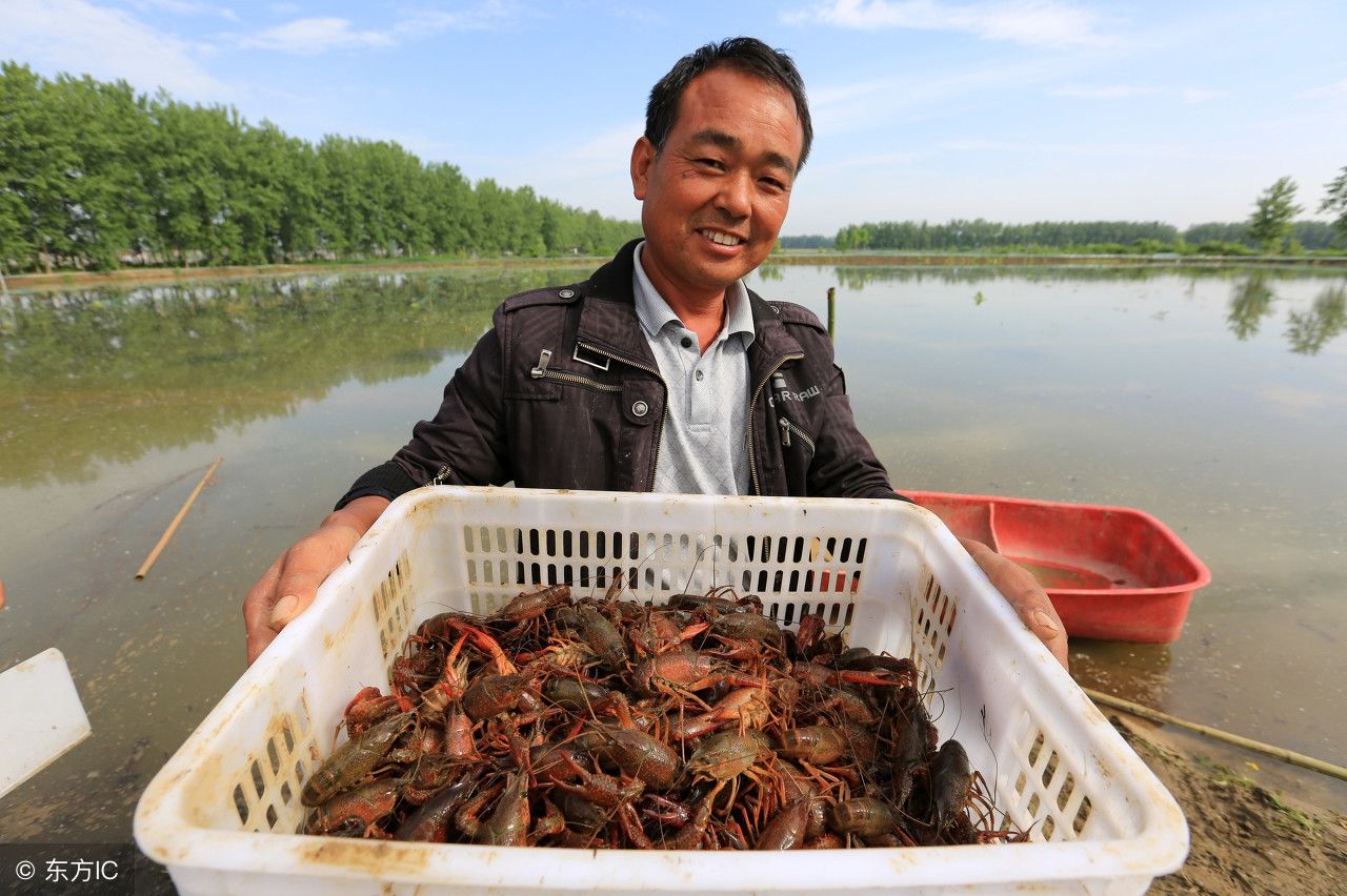 每年只干四个月的小龙虾，中国人一年吃掉1000多亿