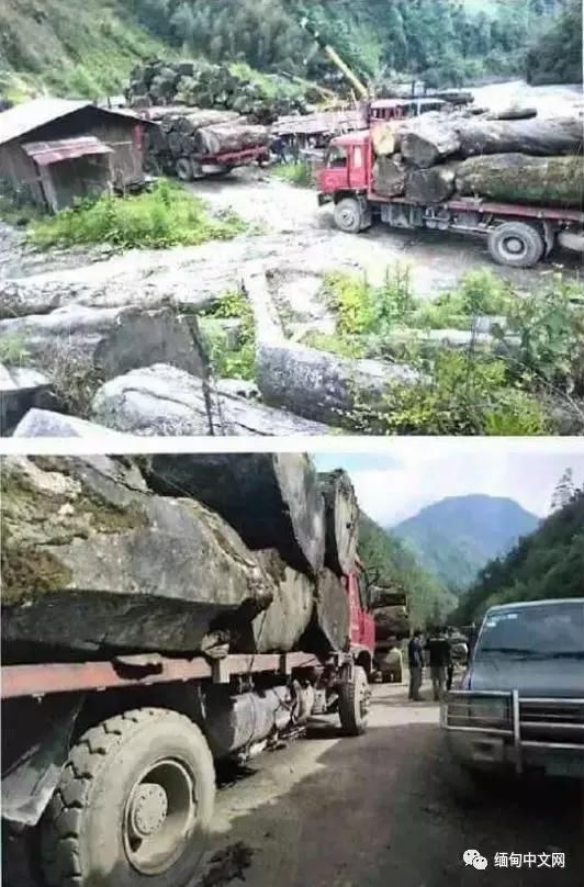 缅甸木材走私严重,政府查获上万吨名贵木材,后发生的事意想不到