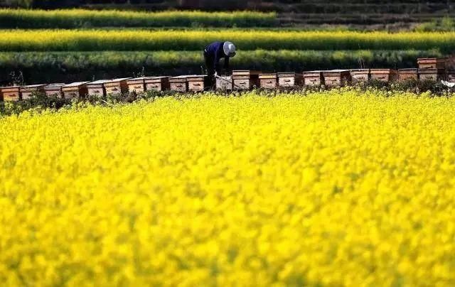 清明买不上票？各主题列车带你游全国！