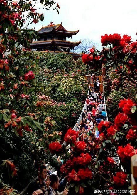 百里杜鹃春来艳，漫山遍野映红天