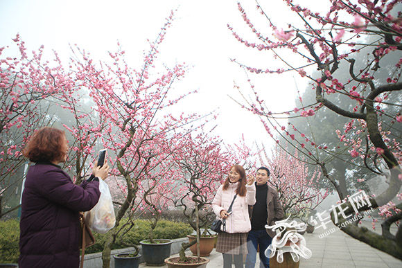 早樱报春引客来 3月南山花成海