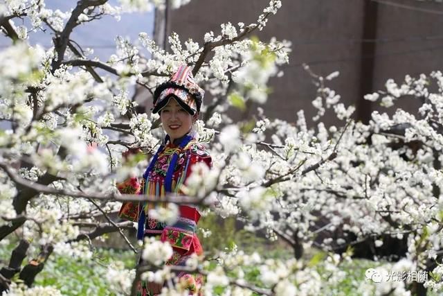 亲，你见过脆李花吗？