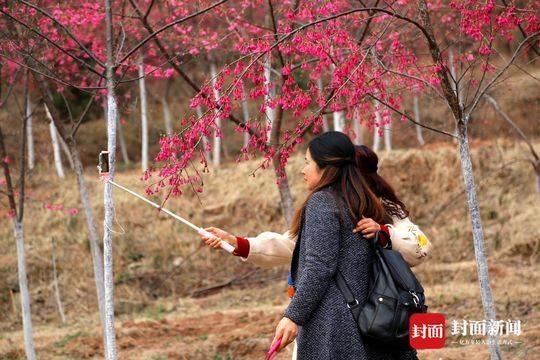 樱花开了！中江辑庆一座山都被染红了