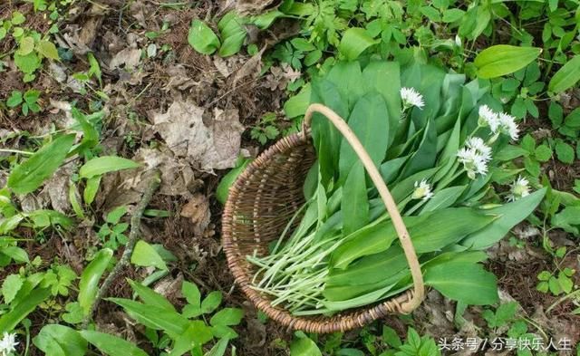 以前生活条件差 不吃这些野菜 现在生活条件好了反而想吃了！