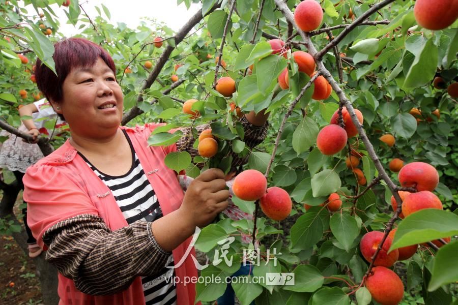 山东枣庄:“脱贫杏”助民脱贫致富