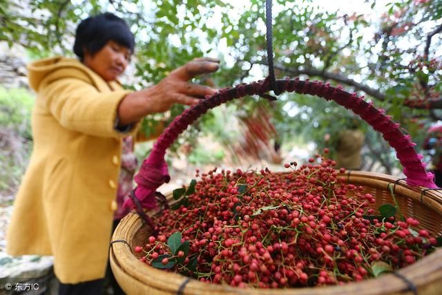 前景巨大!种植大户600亩花椒,赚500万!到底是怎么做到的?