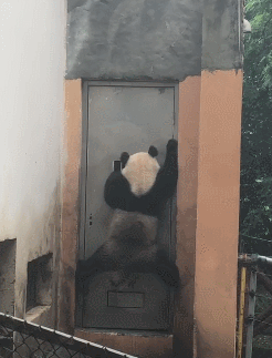 搞笑GIF:小伙你单身多久了,看见妹子反应这么大 GIF动图 第2张-福利吧