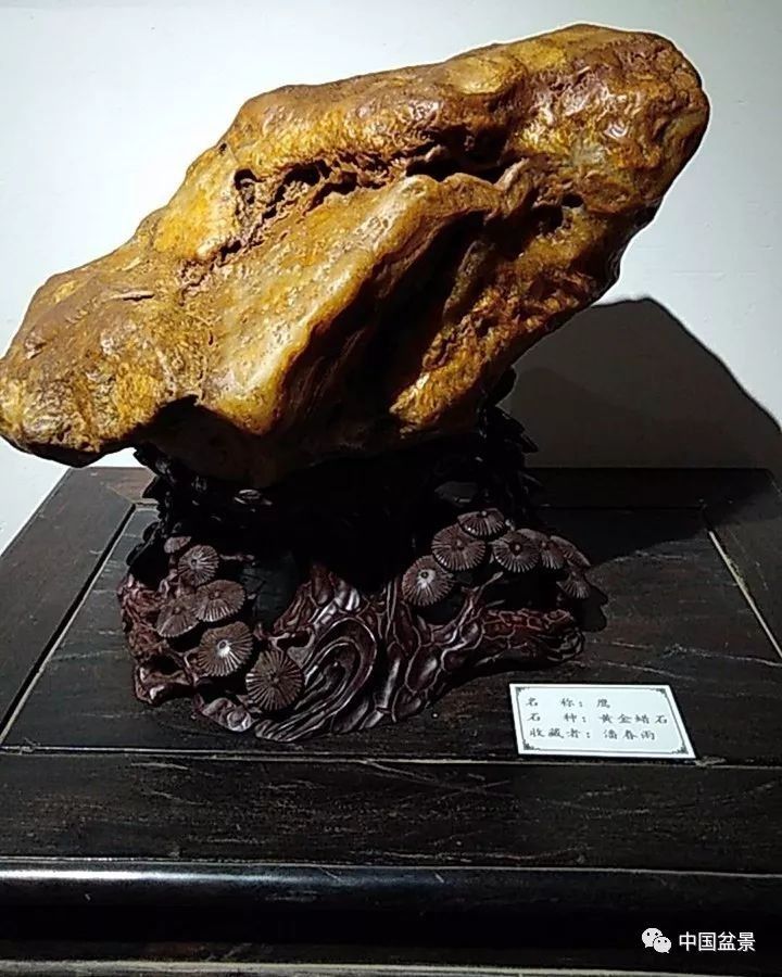 广东茂名滨海新区新春盆景奇石展备受称赞