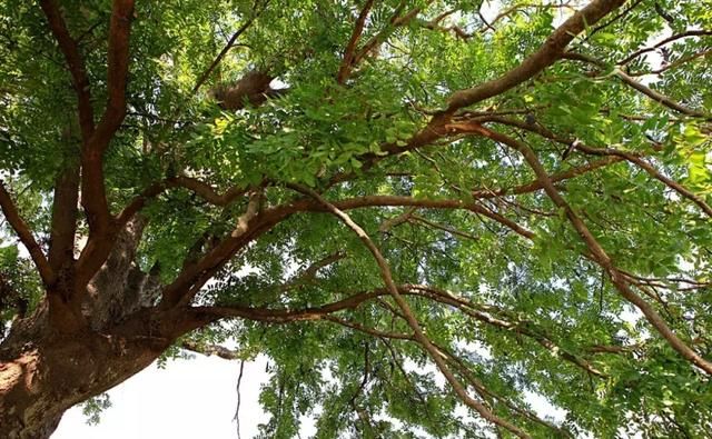 皂荚多功能乡土树种