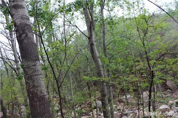 井陉好去处！健步如飞登祖山！“走四方杯”职工健步活动圆满成功