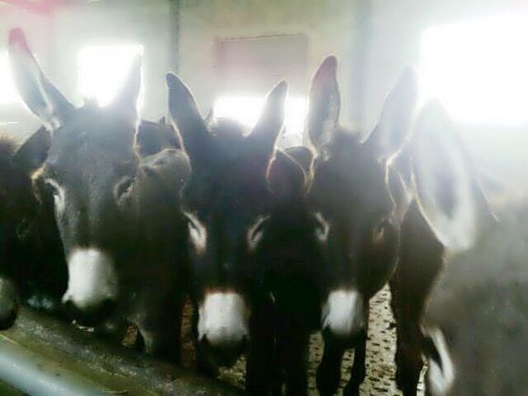 怪！奇葩皇帝自称杂种，殿上养驴，床头系马，最大爱好更令人发指