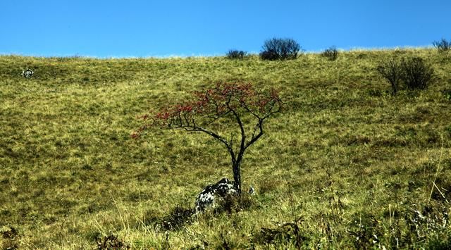 绵延大巴山，悠悠我情怀