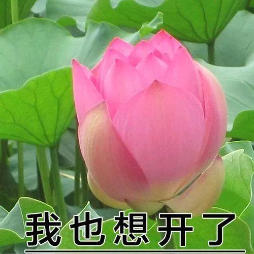 2018表情年度大赏!看完够我笑一年的.哈哈哈偏不了读书我表情包我多你图片