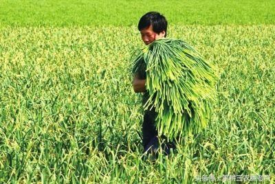 “蒜你贱”“豆你玩”“花生殇”……今年农作物怎么了？伤农何时