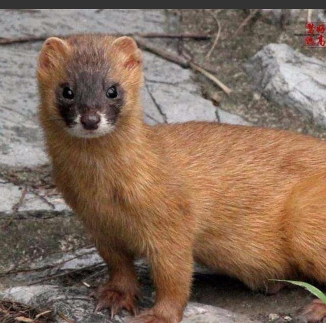 遇见黄鼠狼向你讨封怎么办?_【今日爆点】