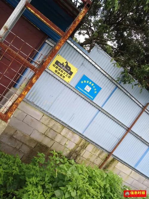 六旬阿姨倾尽积蓄,为百余条流浪猫狗在广州租