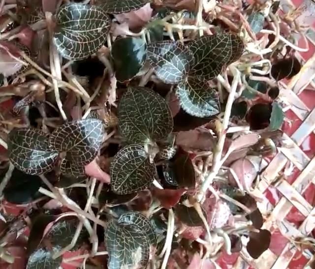 农民山上挖金钱草,学名金线莲!晒干一斤高达