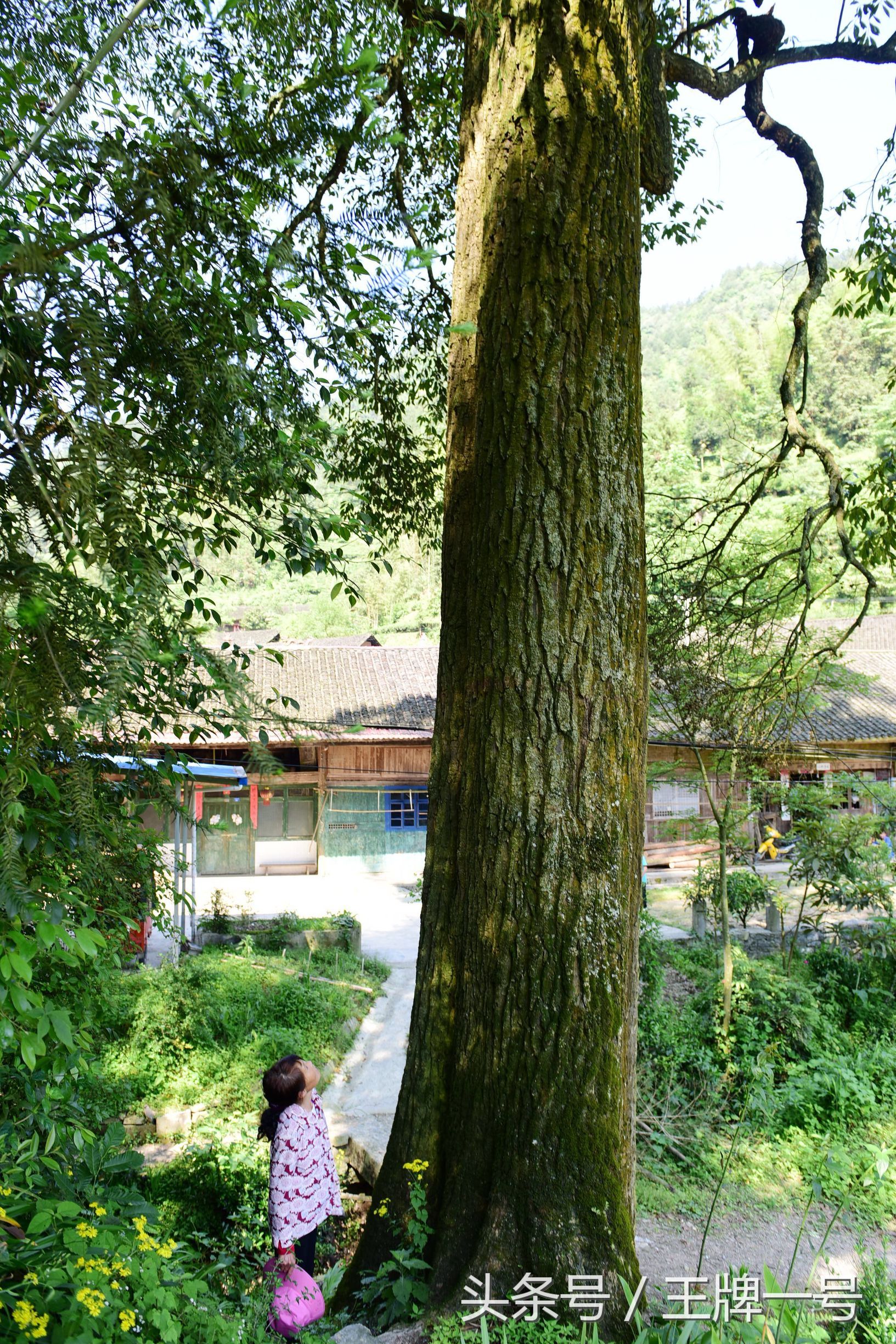 湖北发现千年木荷树,当地人尊敬的称为药王树