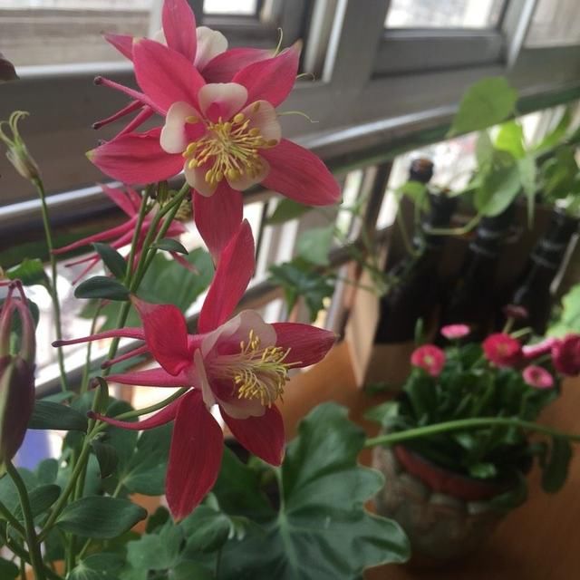 这几种花,北方地区也能露养!花开一整年,怎么养都养不死!