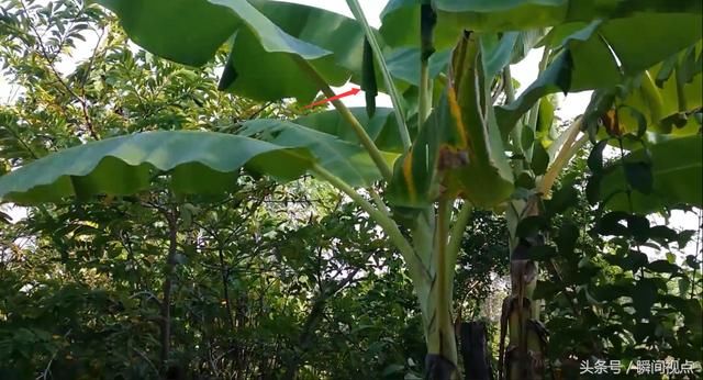 如何分辨香蕉叶是否有蛀虫?缅甸美女上演捉虫