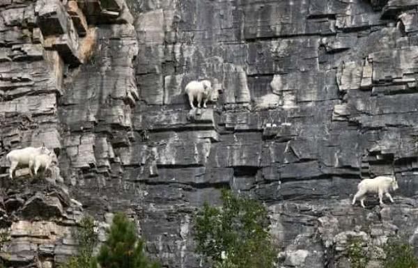 全球最有力气的山羊,吃喝繁衍在悬崖上进行,踩