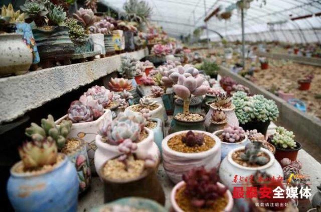 多肉植物凭啥走俏市场？卖家说：它好看又好养